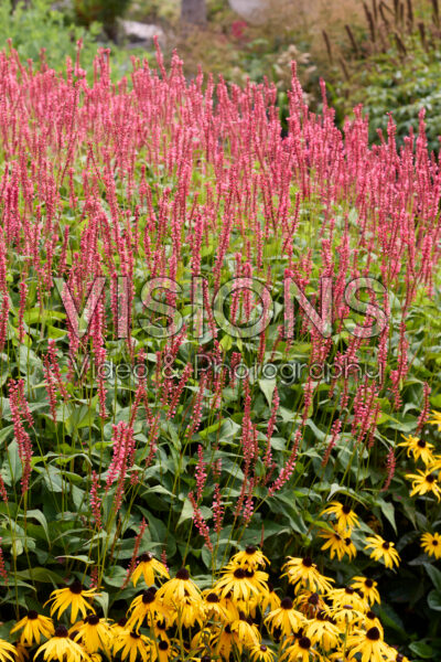 Persicaria amplexicaulis Orangofield