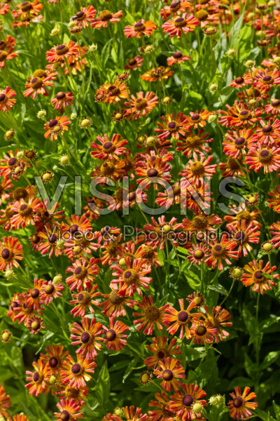 Helenium autumnale Helenium autumnale