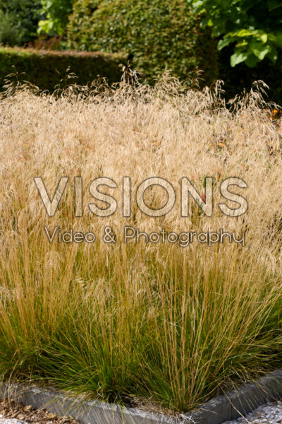 Deschampsia cespitosa Goldtau Deschampsia cespitosa Goldtau
