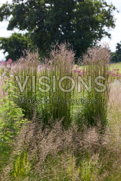 Andropogon gerardii Brocken Delight