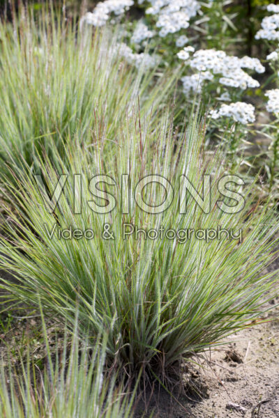 Schizachyrium scoparium Ha Ha Tonka Schizachyrium scoparium Ha Ha Tonka