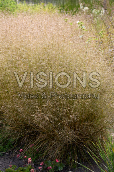 Deschampsia cespitosa Goldtau