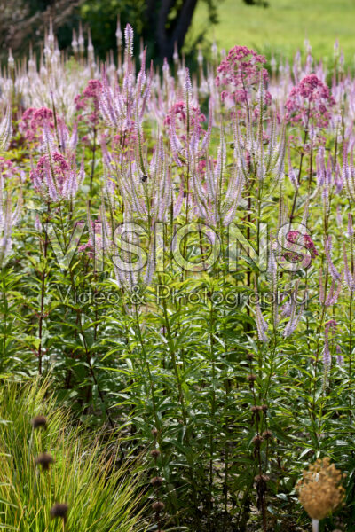 Veronicastrum virginicum