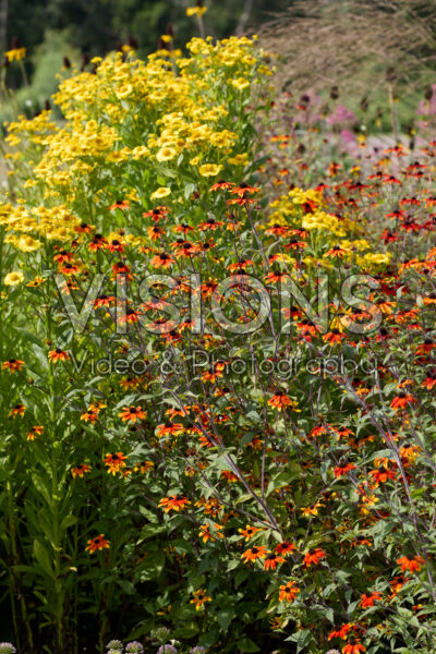 Rudbeckia