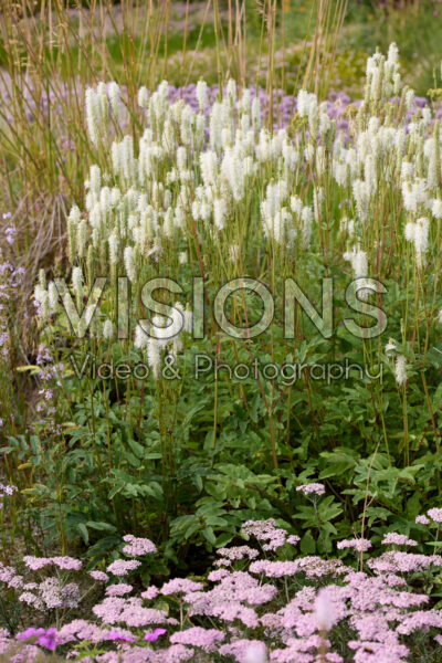 Sanguisorba
