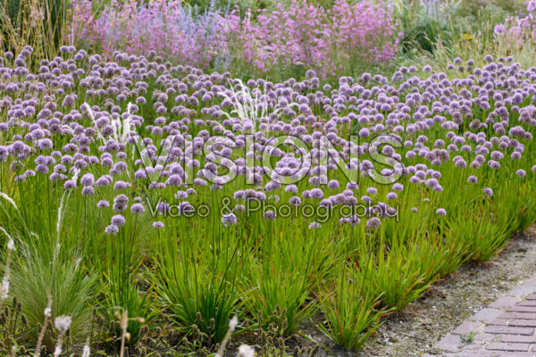 Allium