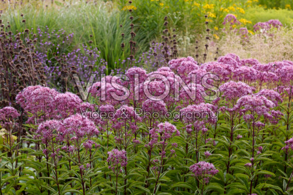 Eupatorium