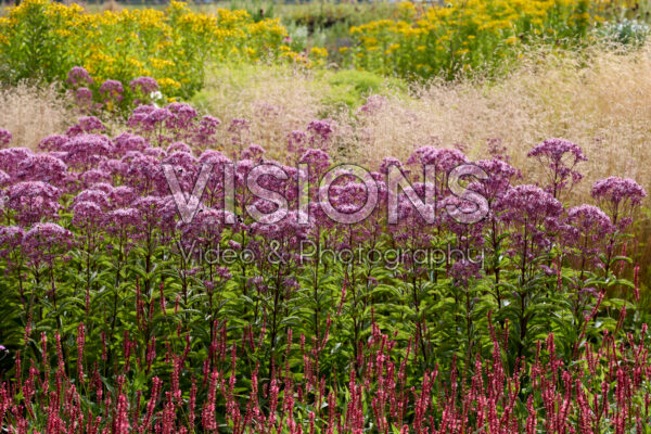 Eupatorium Eupatorium