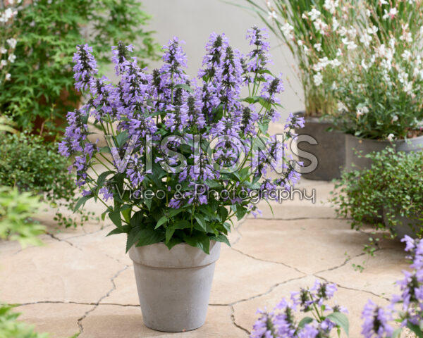 Nepeta Magical Mr Blue Sky