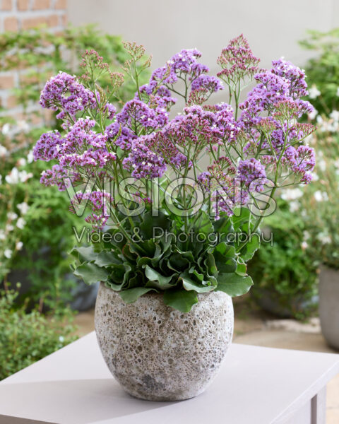 Limonium Salt Lake