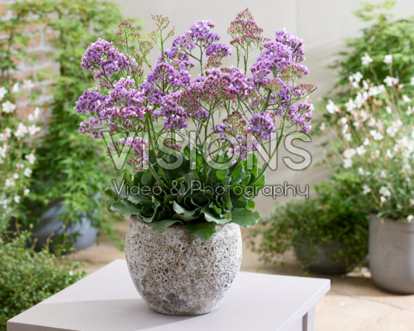 Limonium Salt Lake