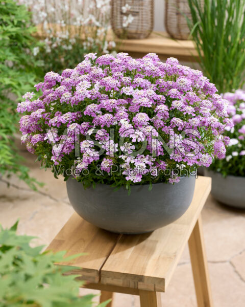 Iberis Magical® Summer Vibes