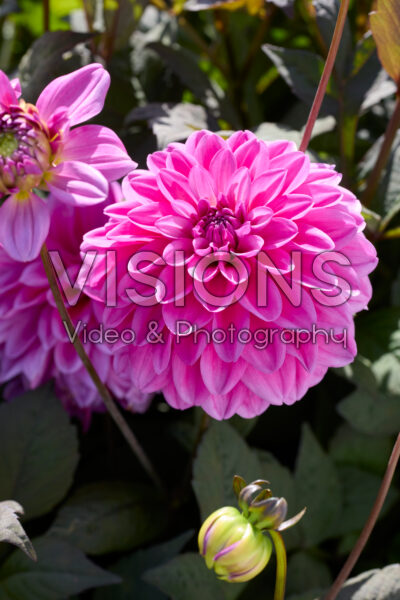 Dahlia Candlelight Sparkling Amethyst
