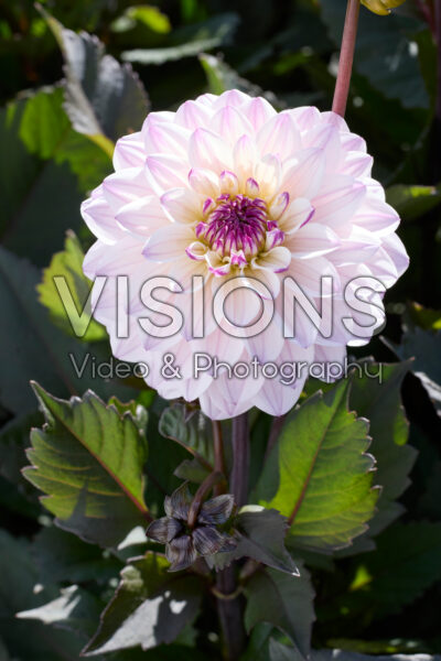 Dahlia Candlelight Fiery Pearl