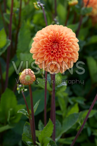 Dahlia Sylvia