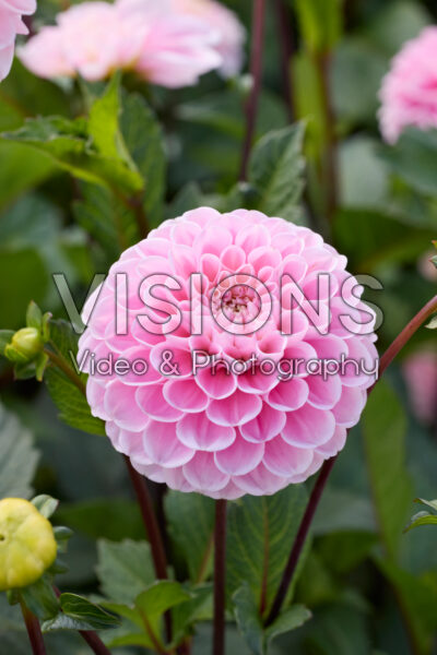 Dahlia Wizard of Oz Dahlia Wizard of Oz