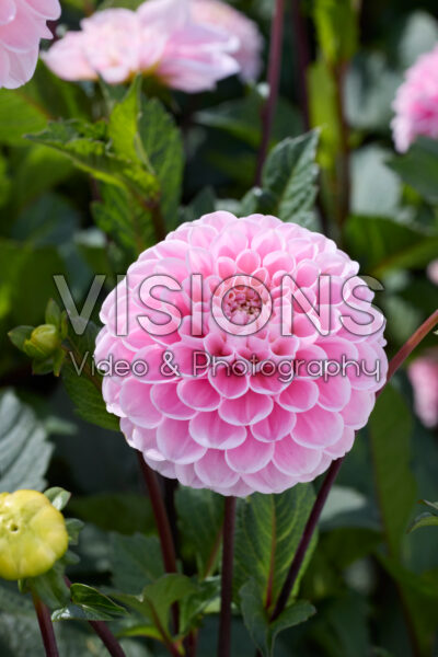 Dahlia Wizard of Oz