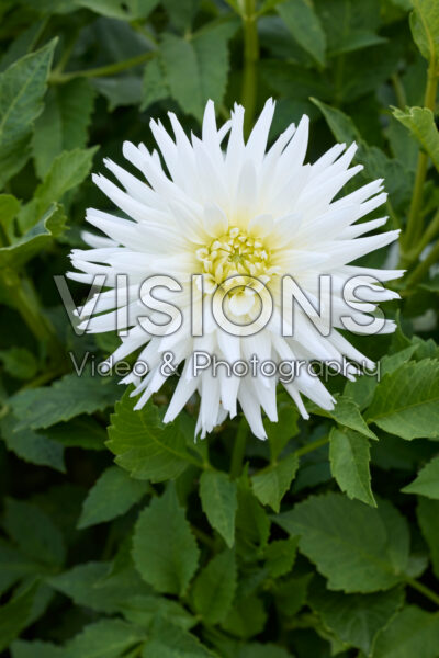 Dahlia My Love Dahlia My Love