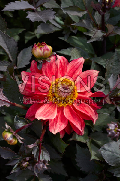 Dahlia Spooky Eyes Dahlia Spooky Eyes