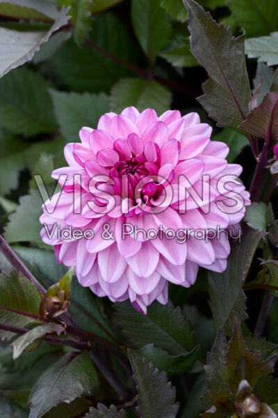 Dahlia FBT 2 Dahlia FBT 2