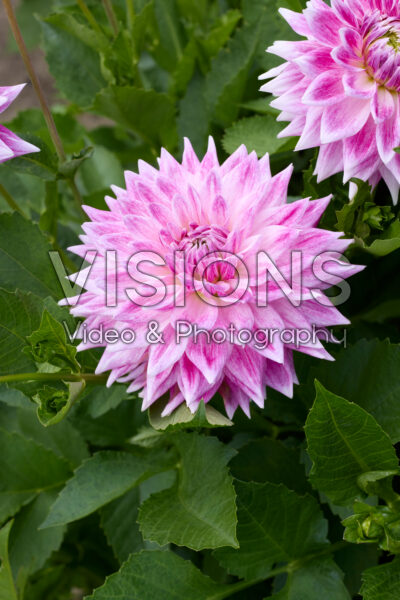 Dahlia FBT 4 Dahlia FBT 4