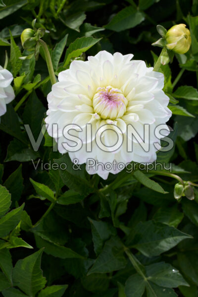 Dahlia Go Go White