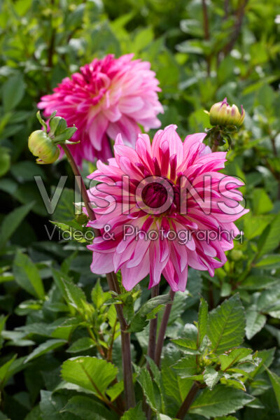 Dahlia Violet Dance