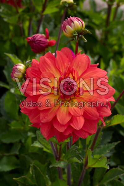 Dahlia Titan Spectra