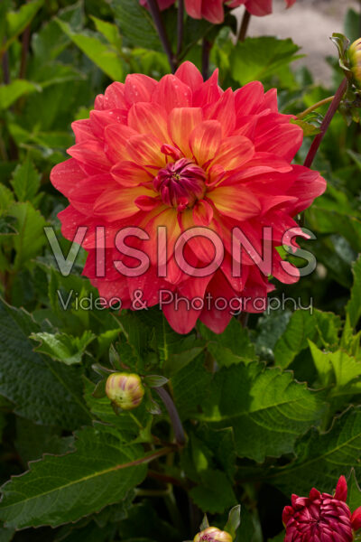 Dahlia Titan Spectra
