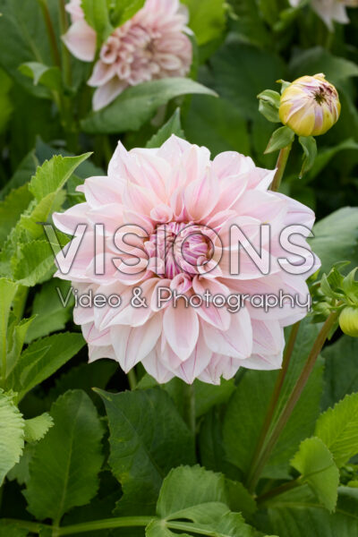 Dahlia Titan Ballerina Blush