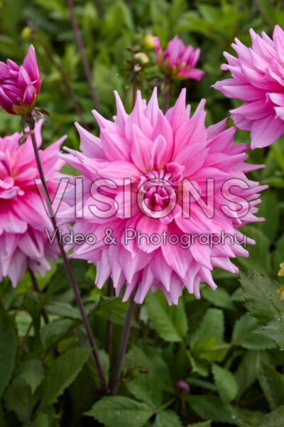 Dahlia Titan Flamingo Dahlia Titan Flamingo