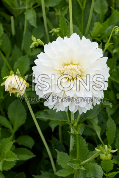 Dahlia Glossy Florentine