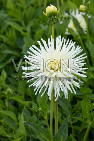 Dahlia Playa Blanca