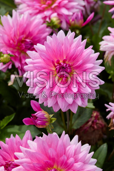 Dahlia Pretty Pien Dahlia Pretty Pien