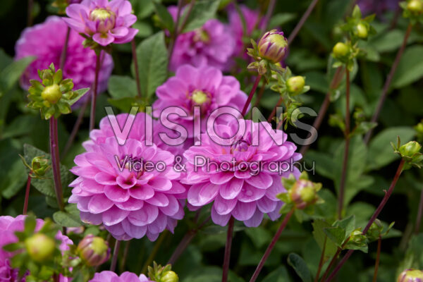 Dahlia Serkan Dahlia Serkan