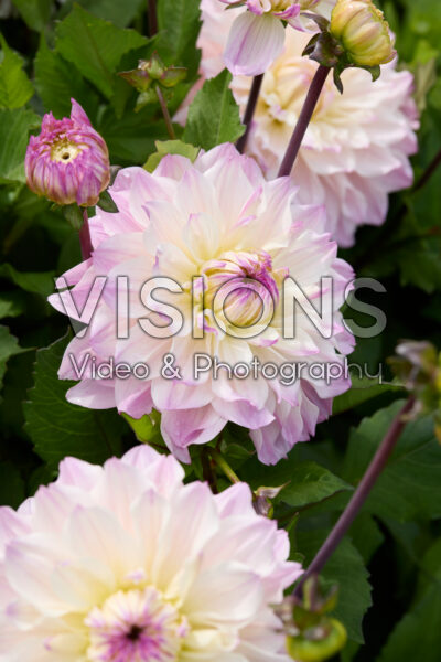 Dahlia Masterclass
