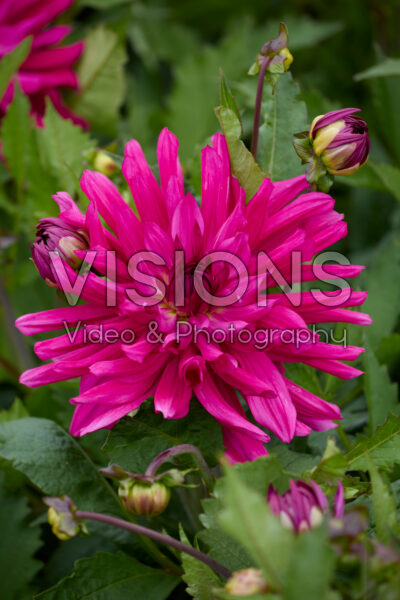 Dahlia Blues Diamond
