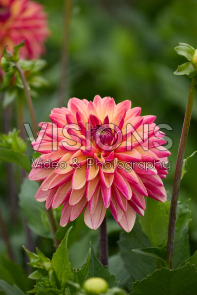 Dahlia Madame Antoinette | Visions Pictures
