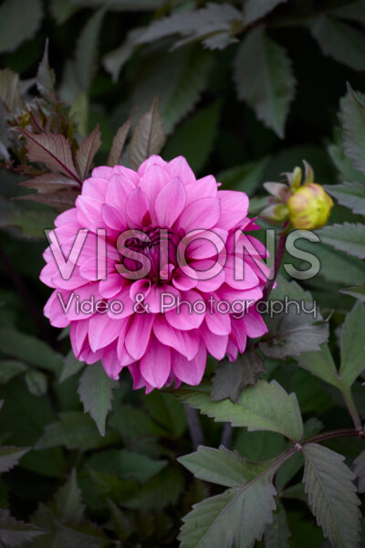 Dahlia Candlelight Sparkling Amethyst Dahlia Candlelight Sparkling Amethyst