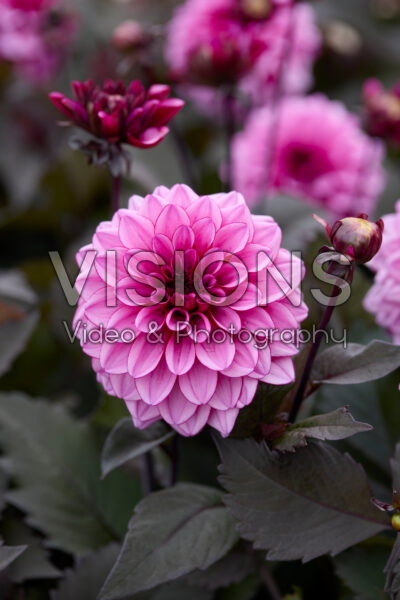 Dahlia Melissa Anna Marijke