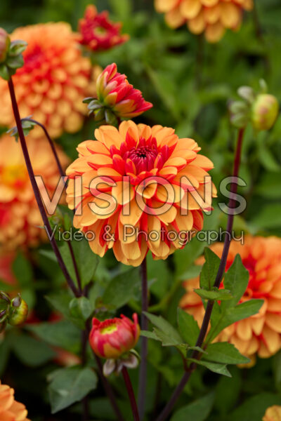 Dahlia American Sunset Dahlia American Sunset