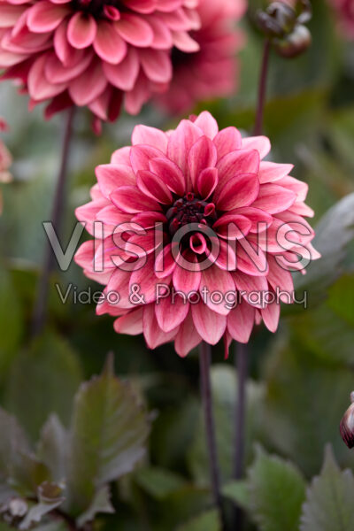 Dahlia Night Silence