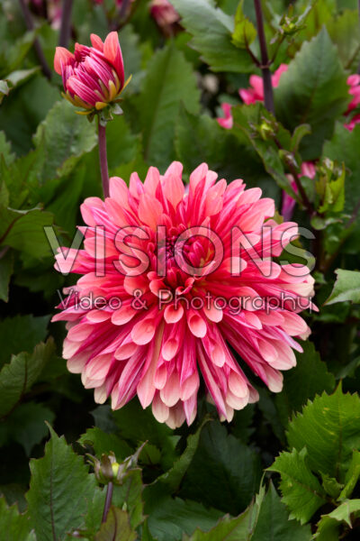 Dahlia Missis Dutch