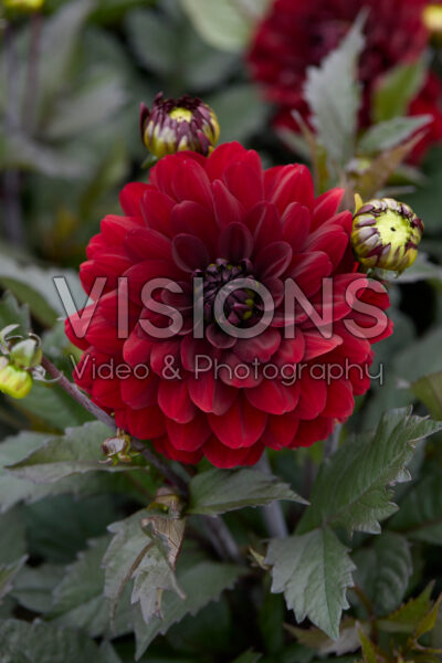 Dahlia Candlelight Flamed Carmine