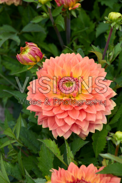 Dahlia Frequent Flyer Dahlia Frequent Flyer