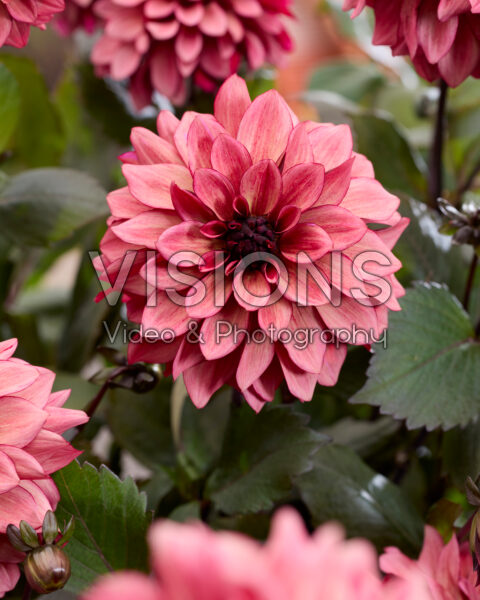 Dahlia Night Silence Dahlia Night Silence