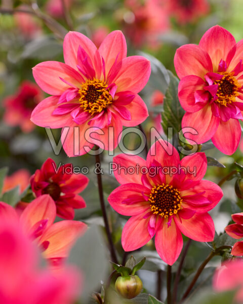 Dahlia Tiger Eye