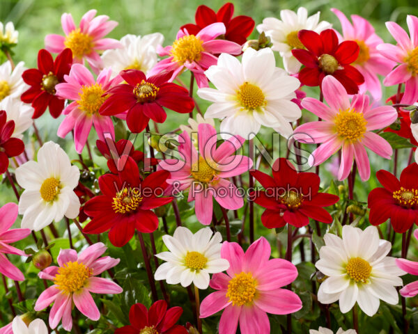 Dahlia Topmix combinatie
Dahlia Topmix combinatie