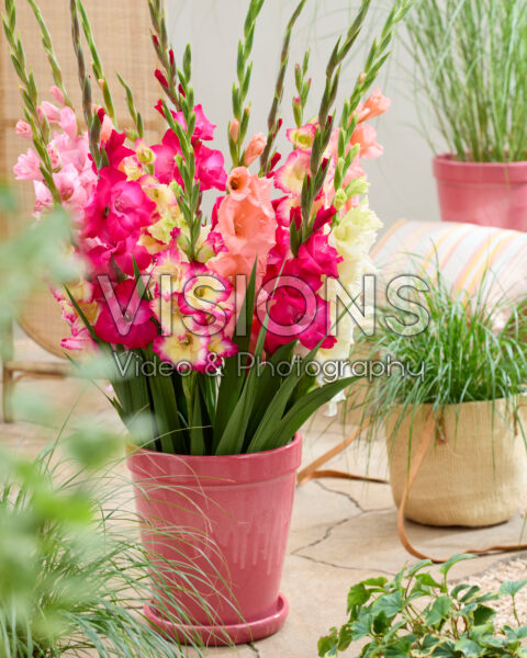 Pink gladiolus mix