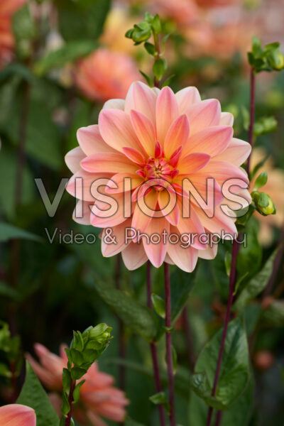 Dahlia Mister Frans Dahlia Mister Frans